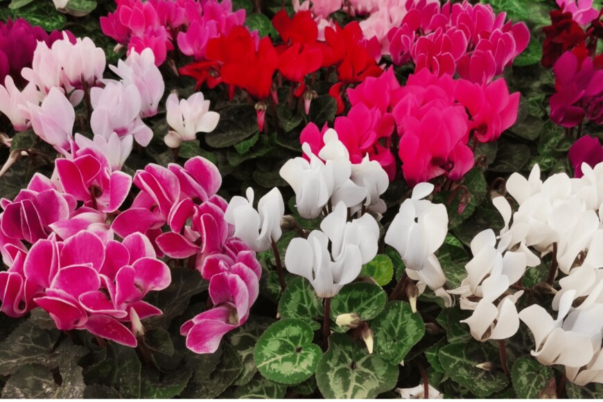 LUMIKK555/istockphoto.com