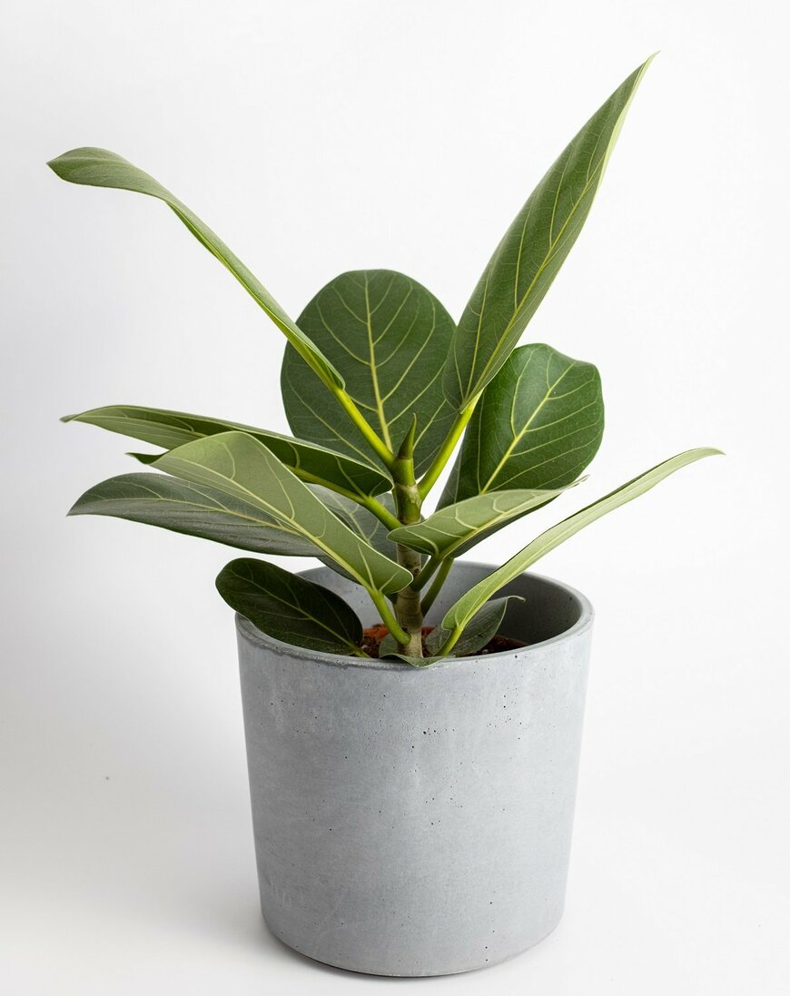 フィカス・ベンガレンシス（Katrina Era/Shutterstock.com）