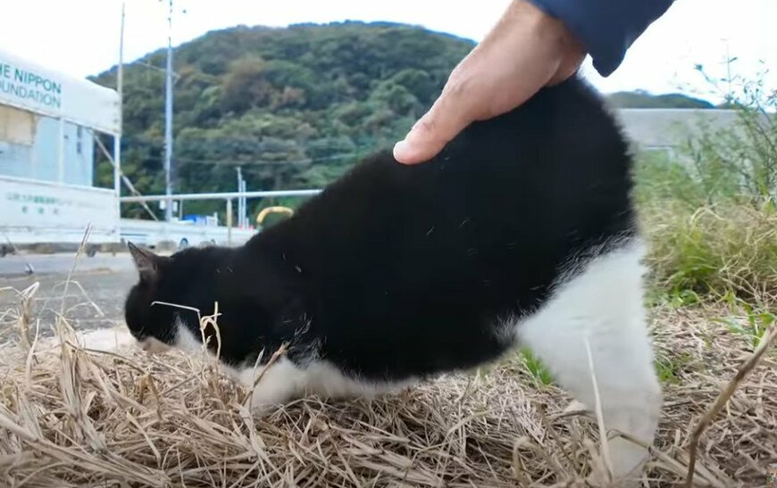 出所：@ImpressedCatVideo