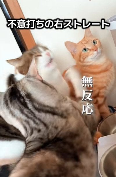 出所：＠nikoandkotatorowasabi