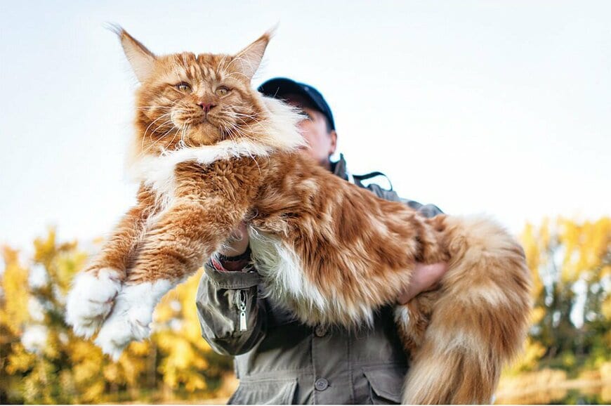 「メインクーン」を抱っこしているみたい！フェリシモクラファンの『等身大の猫ぬいぐるみ』は猫好き必見！全長100cm
