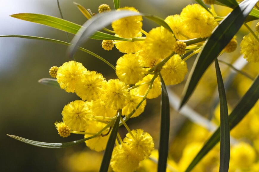 【3月8日は”ミモザの日”】大切な人に贈りたい＜春色の花、ミモザ＞おしゃれなオススメ品種10選