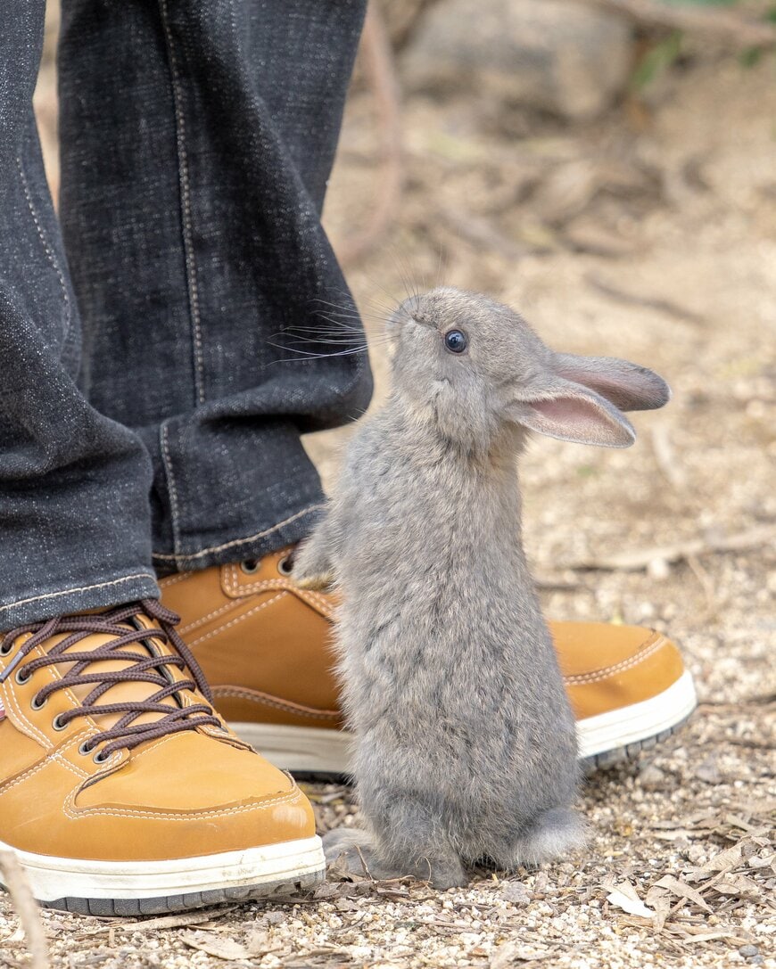 つぶらな瞳でじっと見つめる小さなうさぎ
