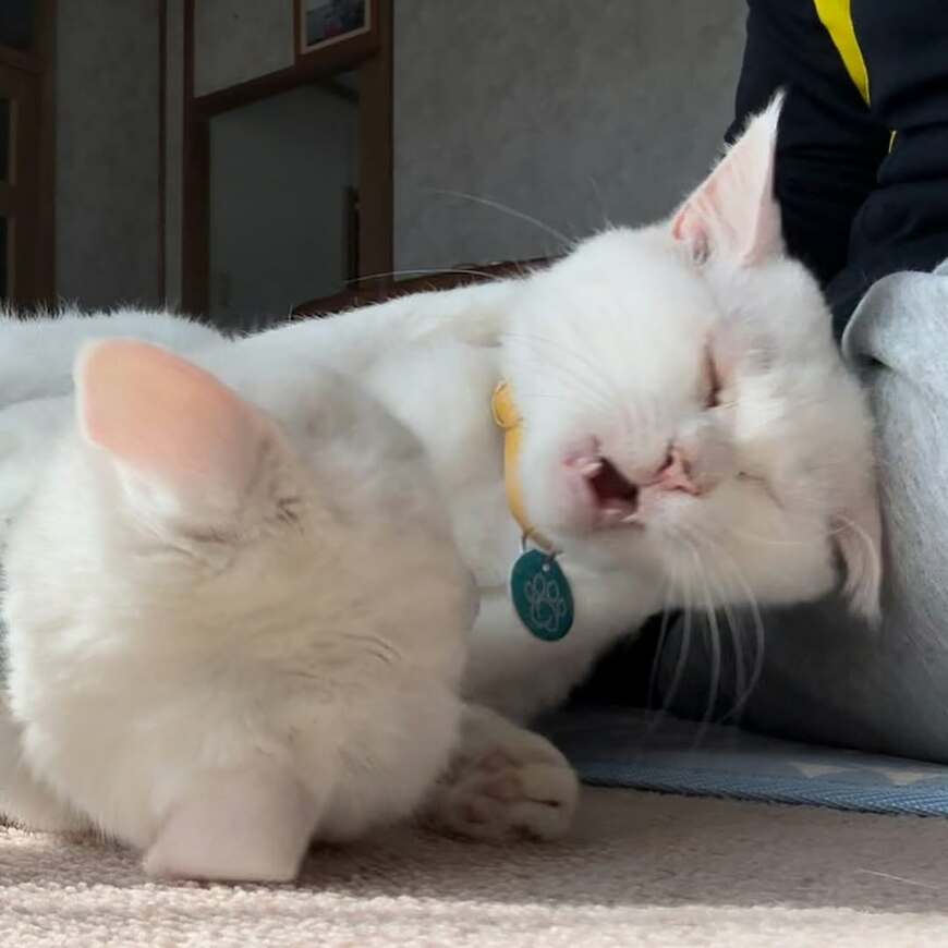 目を閉じて戦う顔