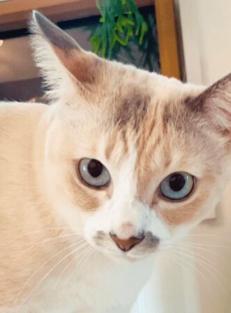 元気よく遊ぶ猫と嫉妬する猫