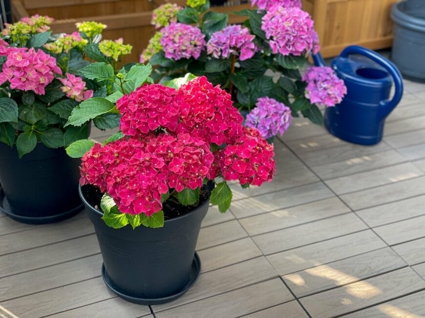 ベランダに置かれた鉢植えアジサイ。花の色は赤と濃いピンク