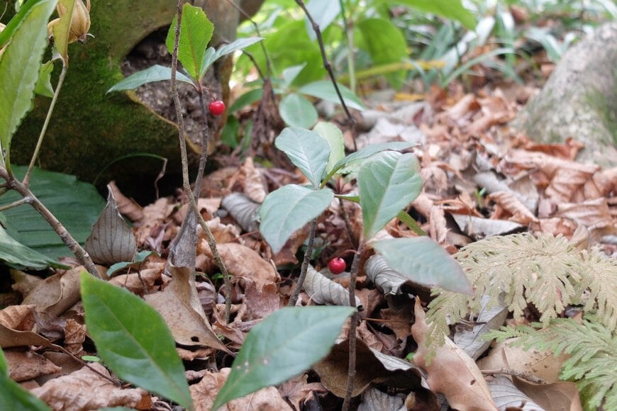 冬に赤い実をつける低木、ヤブコウジ