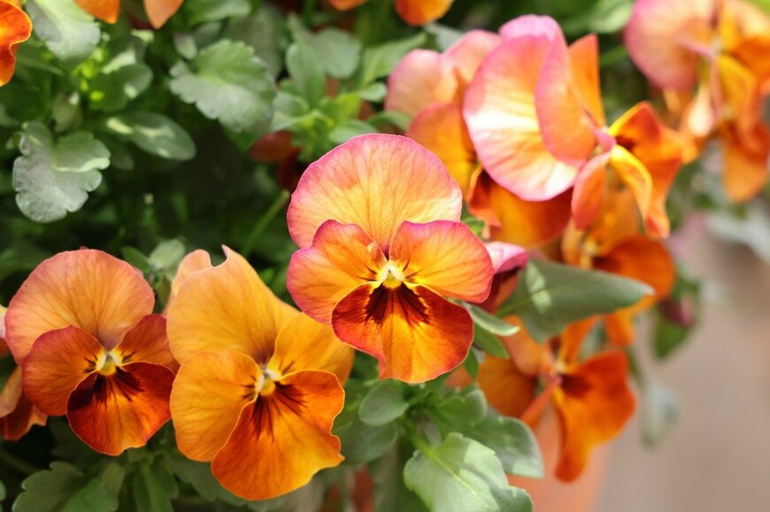 オレンジのグラデーションが美しい、ゆうやけももかの花