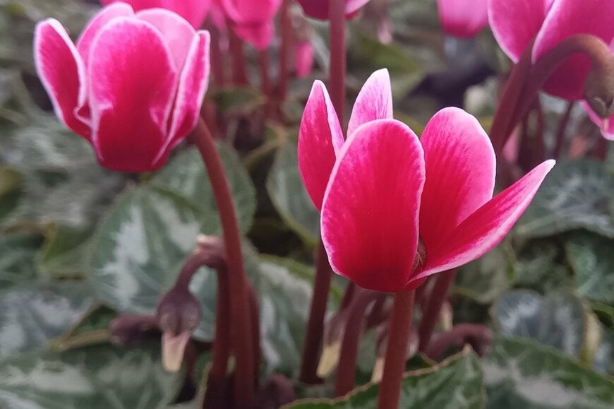 濃いピンク色の花を咲かせている、ガーデンシクラメン