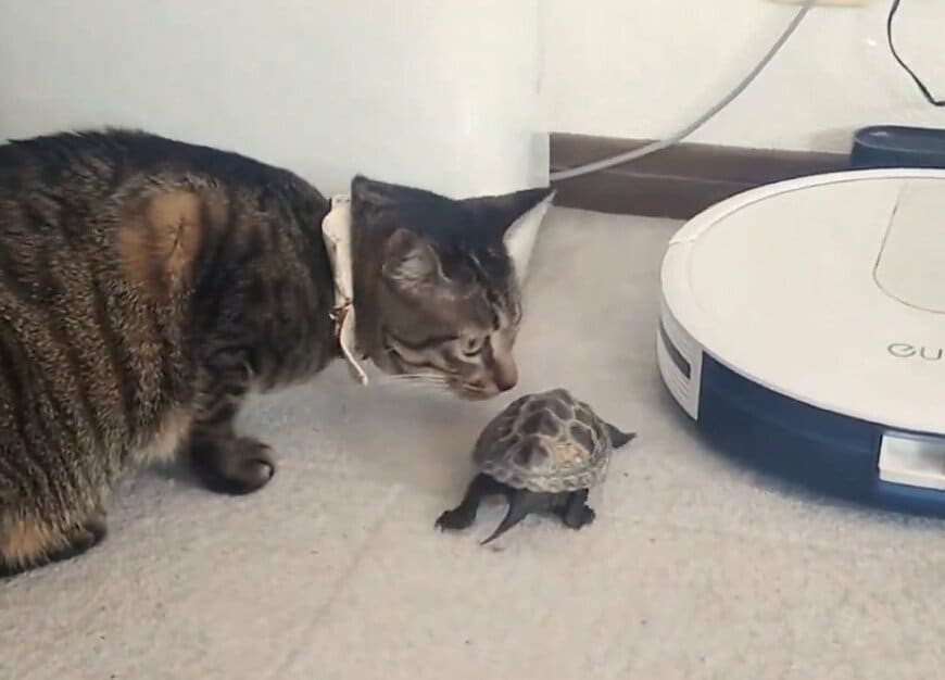 猫と亀