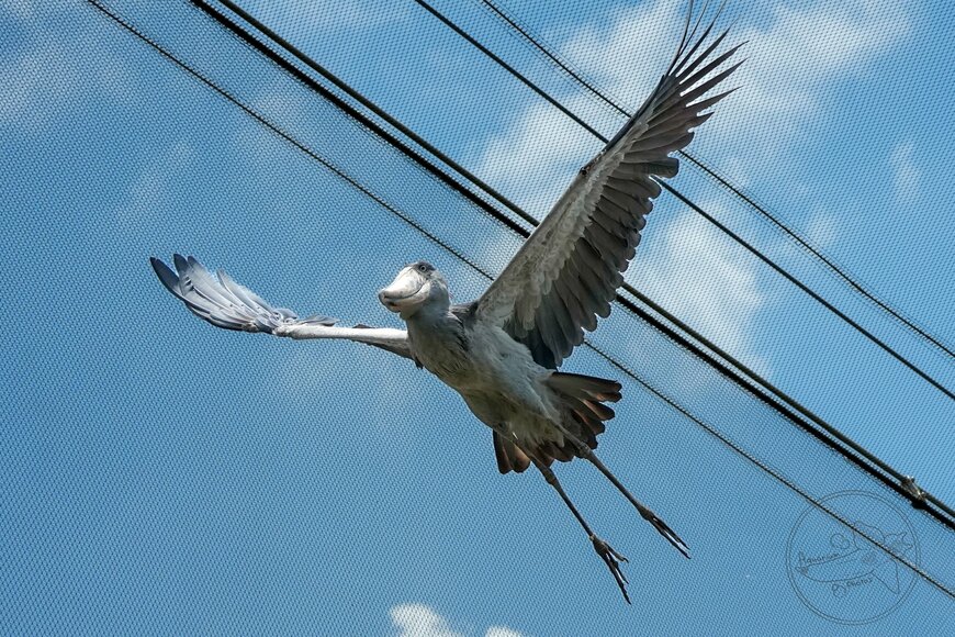 ハシビロコウの飛翔シーン