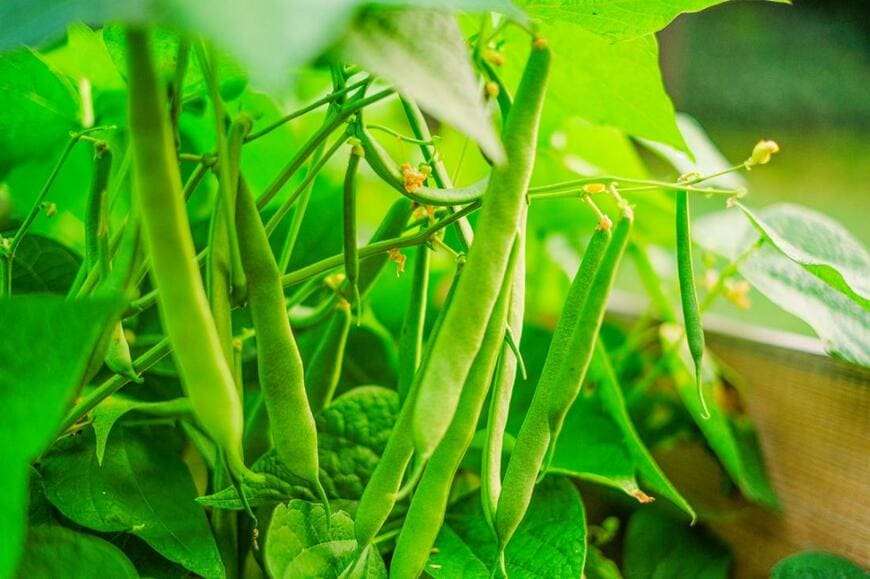 いんげんまめが植えられている