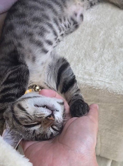 手が離せない猫