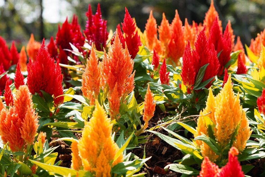 フサフサの花を咲かせているケイトウ。花色は赤、オレンジ、黄色