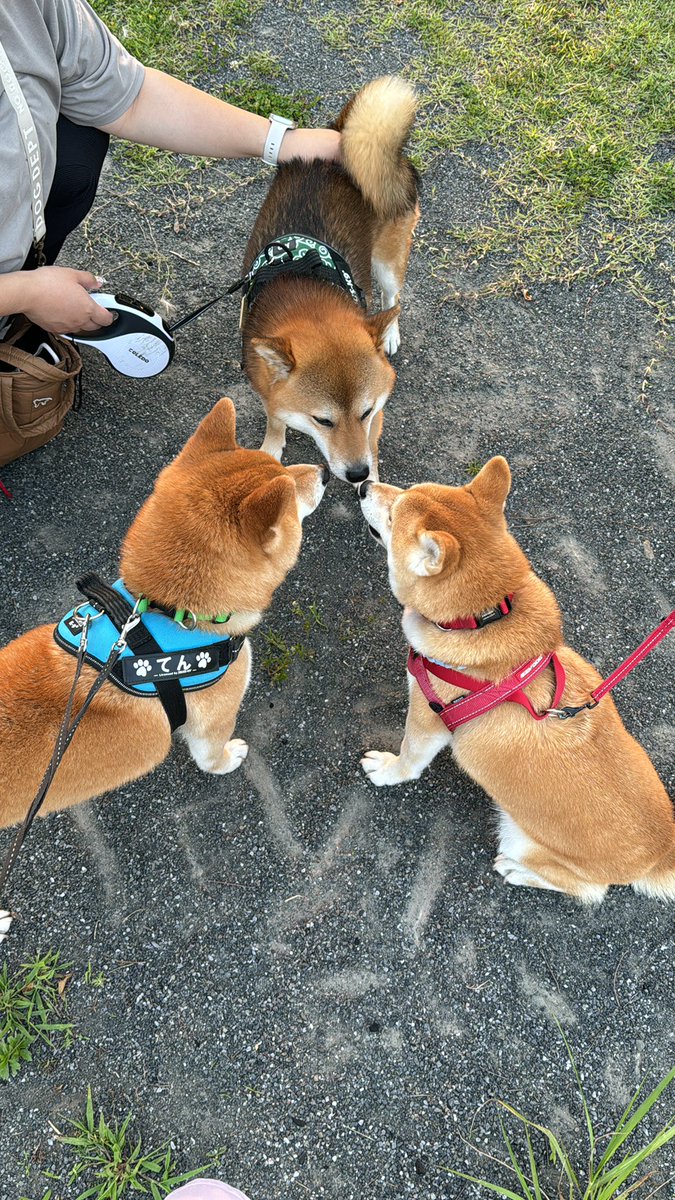 密談する柴犬