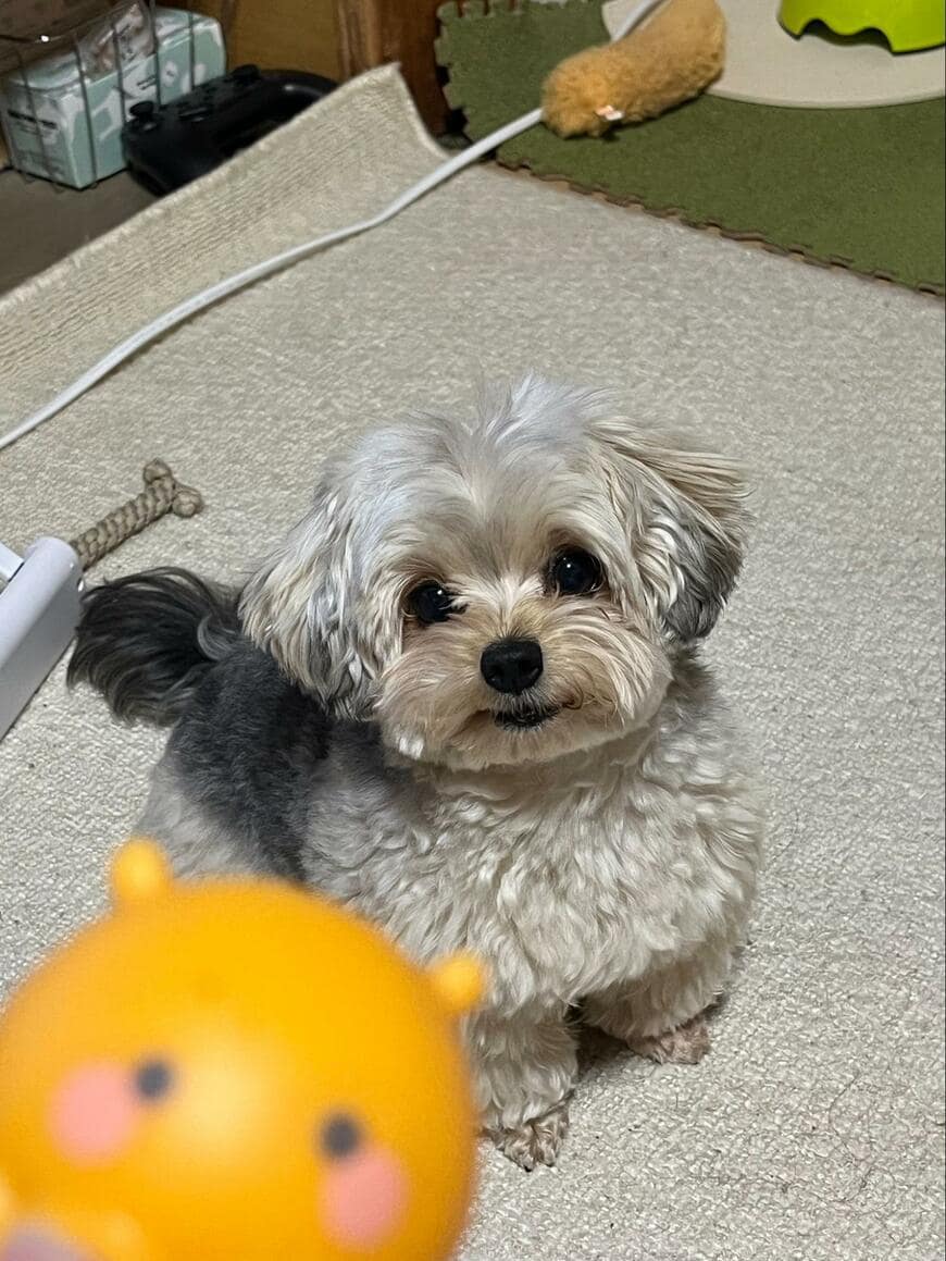 トリミングした犬