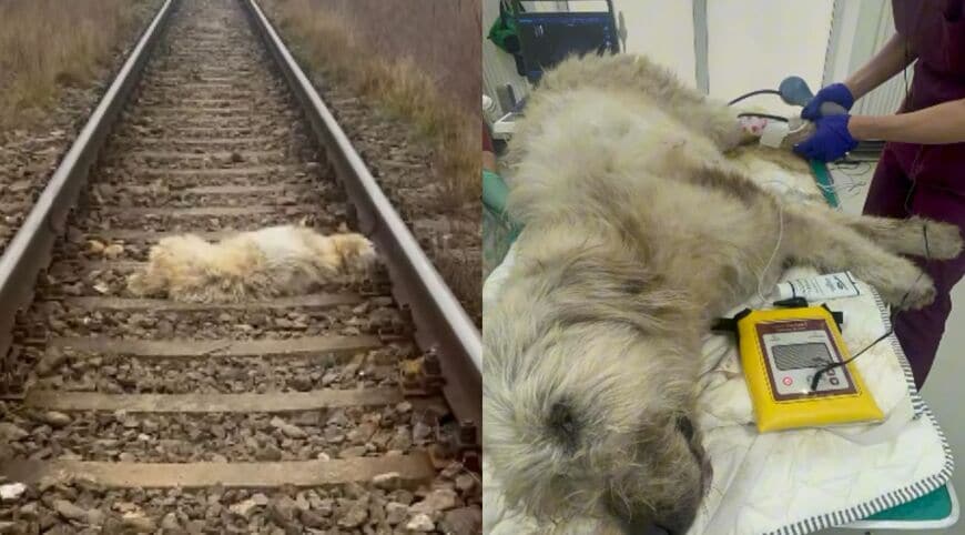 線路に横たわるデスティと、動物病院で処置を受ける様子