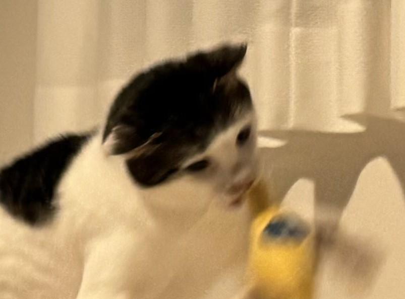 ぬいぐるみと猫