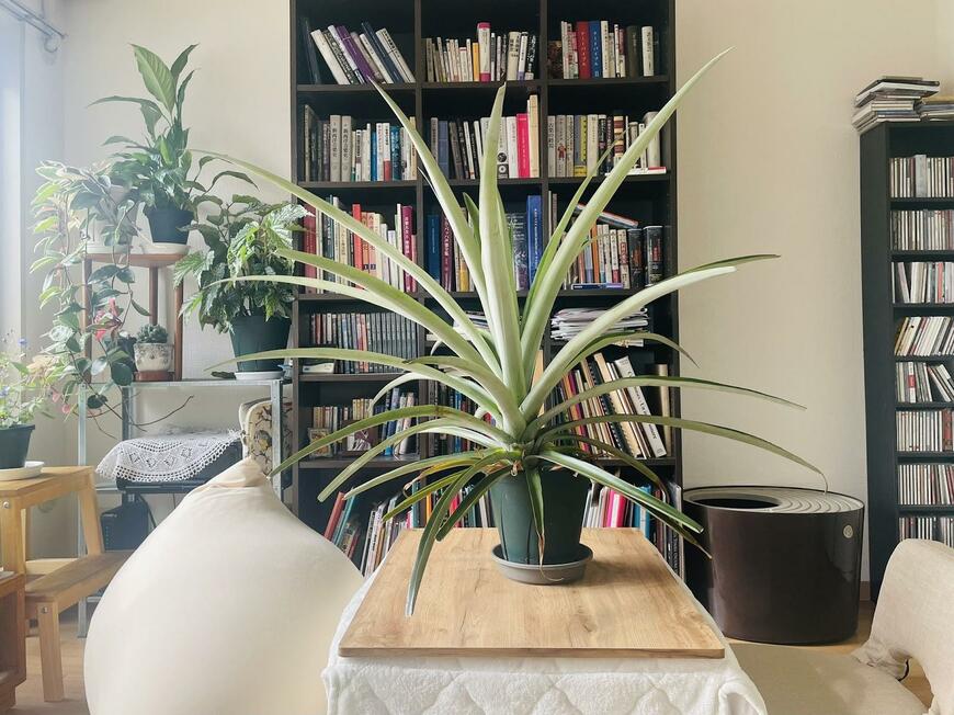 部屋に置いていたパイナップル
