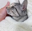 「寒い寒い！さむーい！」元保護猫を包んでみたら…「子猫に戻った！」姿が話題