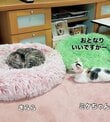 先住猫と一緒に寝たい保護猫の子猫　近づきたいけど近づけない姿に癒される人続出