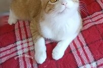 「最早、猫に見えない…」底知れぬ透明感を放つ保護猫さんが話題