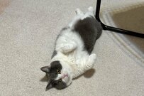 くつろぐ猫に「強烈な違和感」　猫の頭から生えていたものに思わず目を疑う