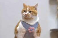 【可愛い】元保護猫がハンギョドンコーデでおめかし　「癒されてるよ」