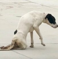 「命を落とす可能性が高い」駐車場で足を引きずる犬を救助　2ヶ月後の変化に胸が熱くなる