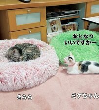 先住猫と一緒に寝たい保護猫の子猫　近づきたいけど近づけない姿に癒される人続出