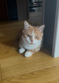 “じっ”とこちらを見つめる猫さん…「俳優さんみたい」クールな眼差しに心奪われる