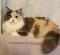 「ナニカ？」ゴージャスな美猫がソファーで爪とぎ後に見せた堂々たる〈ドヤ顔〉に笑ってしまう