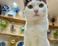 【優しさに感動】飼い主さんのメンタルを気遣って見つめる猫ちゃん！愛情ある行動にほっこりする人続出