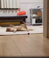 猫ちゃんとボール遊びをした結果→謎すぎる動きに爆笑の嵐！「天才猫？」の声