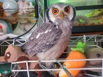 【宝物を集めるフクロウ】せっせとお気に入りのおもちゃを集める様子に思わずほっこり