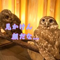 【笑いを取るフクロウ】「相手致す！」殿様に変身するも「アラッ」見事な熱演をする劇団員に拍手喝采