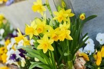 《立春》玄関春めく「スイセン主役の寄せ植え」清楚＆春らしく作るコツ。相性の良い花3選