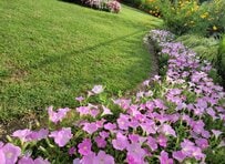 来年の猛暑に備える！わが家の庭のおすすめグランドカバー「芝生」の魅力を徹底紹介