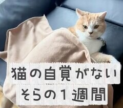 〈猫の自覚がない猫〉の1週間に密着した結果→日々野性を忘れた姿に笑ってしまう「前世はおじさんかなw」の声