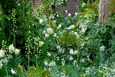 ガーデニア 白い花 苔付き 夏は白いジニアの寄せ植え | お花のガーデン