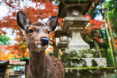 奈良国立博物館の池で目撃した「鹿」 暑さが伝わる姿に「首まで浸かっ