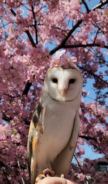 メンフクロウを探せ】「メンフクロウはど～こだ？」難易度が高