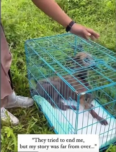 保護され、ケージで動物病院へと運ばれるアミラ