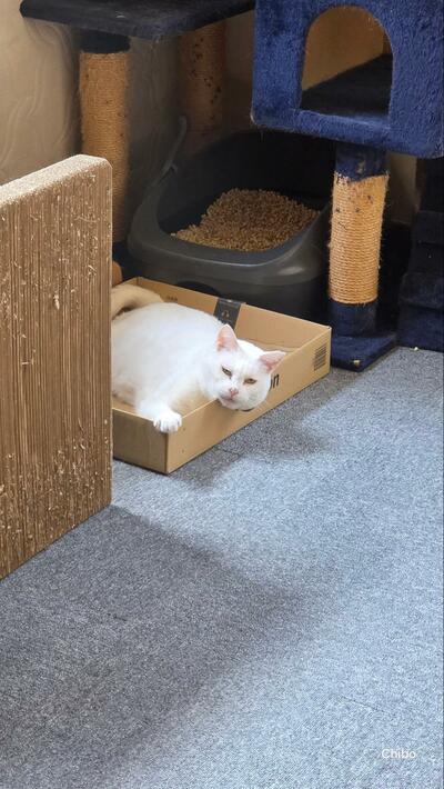 触ってほしくて甘えている猫ちゃん