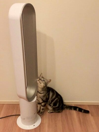 風を出そうと「スリスリ」してアピール