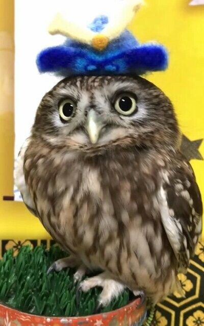 投稿動画のワンシーン