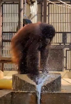 愛媛県立とべ動物園