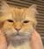 こねるように撫でられ【きな粉餅になった】猫の可愛さに「注文していた者です」「お持ち帰りで！」反響集まる