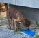 右前脚を負傷した犬　姿を消して1年以上「思いがけず再会し、傷の回復」を確認