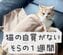 〈猫の自覚がない猫〉の1週間に密着した結果→日々野性を忘れた姿に笑ってしまう「前世はおじさんかなw」の声